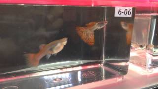 GuppyBlog.com - Grand Champion of Guppy Challenge 2014 (Singapore)