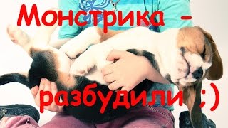 Две стороны бигля. Ангелочек и монстрик.