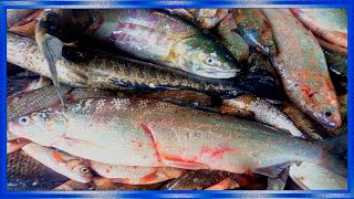 Рыбалка сплавной сетью поздней осенью, Щука,Сиг,Карась, ленок,