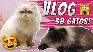 VLOG | Carnaval, Hospedagem, Cat Sitter, 38 gatos e muita fofura!