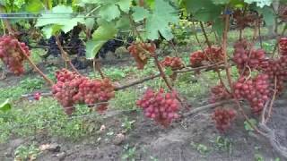 ГФ Подарок Ирине(Вишневецкий Н.П.) и ГФ Герцог (Бурдак А.В.) на 24 08 2019г. винорадник Король В.Н.г