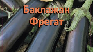 Баклажан обыкновенный Фрегат ? баклажан Фрегат обзор: как сажать семена баклажана Фрегат