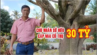 ĐẠI GIA BẾN TRE ĐẶNG MAI CHỦ SỞ HỮU CẶP MAI CỔ THỤ 30 TỶ 26/01/2020 | Bến Tre Ơi