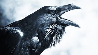 ВОРОНЫ ШОКИРОВАЛИ УЧЁНЫХ