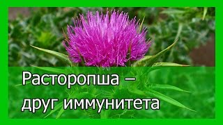 Расторопша – друг иммунитета