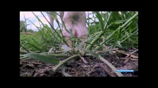 Жизнь отвратительных животных \ Discovery Channel