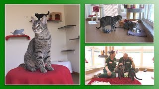 Katzenvermittlung - April/Mai 2019 (Tierheim Hannover TV)