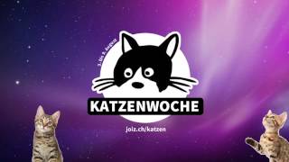 Die Katzenwoche auf joiz