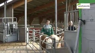 Kälberaufzucht: Tag des offenen Hofes