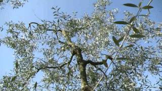 How to prune an Olive tree in 30 seconds