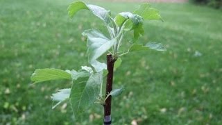 Посадка плодовых растений и кустарников (промежуточные результаты)