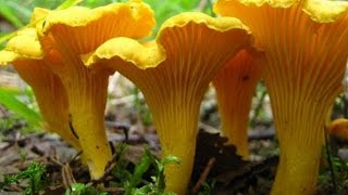 Грибы Камчатки #3 Сбор ягод и грибов в лесу Поход за грибами 2016