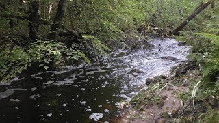После наводнения. Поход от 112 км к Кемке. Большая Велишка-нефтепровод-деревня Кемка-Толмачёво.