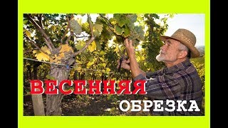 ВЕСЕННЯЯ ОБРЕЗКА ВИНОГРАДА 2018 / Ошибки, которые часто совершают, не догадываясь об этом