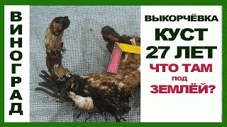 Выкорчёвка очень СТАРОГО куста. Что там под землёй?