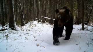 Там где живет медведь Охота рыбалка Соболь Хариус тропа через Енисей