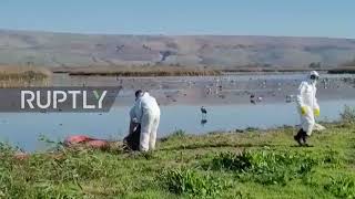 Israel: Thousands of cranes found dead at Hula Lake amid outbreak of bird flu