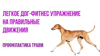Догфитнес. Легкое упражнение на правильные движения. Разминка и профилактика травм.