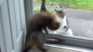 Кошки сражаются через стекло. Подборка Топ 7
