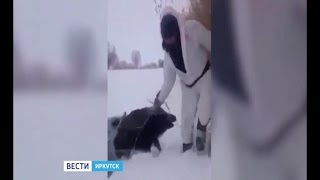 Охотников, спасших кабанов из полыньи в Иркутском районе, ищут для награждения, "Вести-Иркутск"