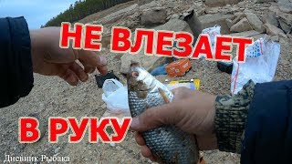 Не влезает в руку .Вот это размер. Ловля крупной морской сороги на донки май 2018