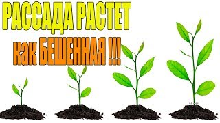 РАССАДА РАСТЕТ КАК БЕШЕННАЯ!КАК ЗАСТАВИТЬ ЭУСТОМУ БЫСТРО РАСТИ!