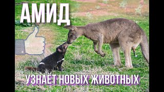 Амид узнает новых животных
