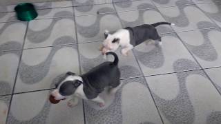 Blue puppies - Pit Bull attack - Filhotes de American Staffordshire Terrier!