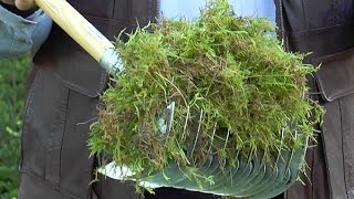 COMMENT ÉVITER QUE LA MOUSSE ENVAHISSE LE GAZON