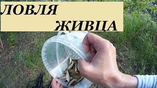 Ловля живца-Как ловить живца-Живец на щуку-Живец на хищника-Живец на налима-Ловля на подъемник