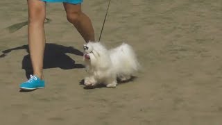 Мальтийская болонка Мальтезе