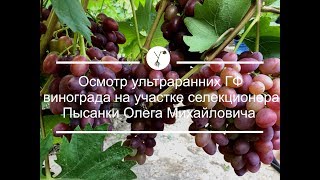 Осмотр ультраранних ГФ винограда на участке Пысанки О.М.