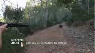 Battues de sanglier en tunisie