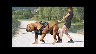Dolaştırırken Dikkat Etmeniz Gereken Köpekler (ISIRILABİLİRSİNİZ)