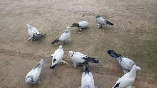 Бойние голуби, Сизые агараны, Грузия, Тбилиси 08.10.19  Roller pigeons, "sizie agarani", Tbilisi