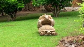 Zoo sex in Valencia (Секс черепах в зоопарке Валенсии)