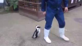 Прикольный пингвин. смотрите смешное видео