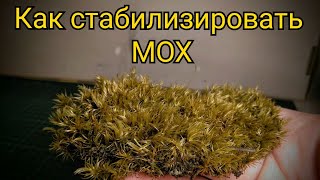 Стабилизация мха в домашних условиях. Как стабилизировать мох. Мох для растительности на диораме.