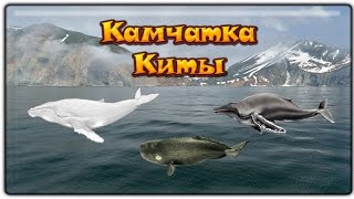 Русская рыбалка 3.99 Кит горбатый Альбинос, Кит Горбатый,Кашалот