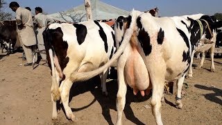Australian  Frezian Cows With Big Udder For Sale In Janwar Mandi Doli Shaeed Jhang