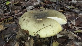 Сыроежка зелёная (Russula aeruginea) - съедобный гриб