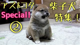 柴犬アズ&コタファミリー・スペシャル！②　かわいい子犬特集