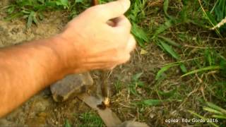 Fire: Conyza canadiensis in the end grain/ fuego en la testa/ sua testan