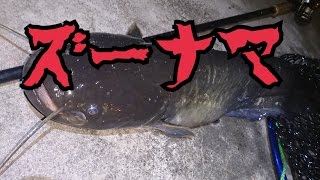 ナマズ釣り ルアー釣り