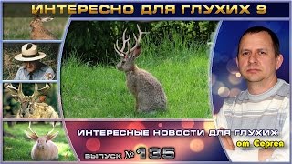 Выпуск 135. Интересно для глухих 9