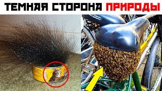 25 ЛЮТЫХ СЮРПРИЗОВ ПРИРОДЫ