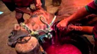 Horse Slaughterhouse