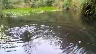 Brown Trout on a Spinning Leech in Estonia