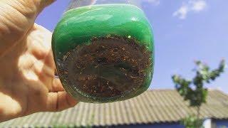 Аффинаж золота. Электролит + селитра.