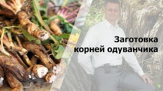 Заготовка корней одуванчика